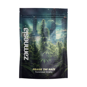 Elogio ao Haze Pack – Variedades Feminizadas