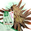 Fruity Pack - Variedades Autoflorescentes