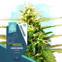 Fruity Pack - Variedades Autoflorescentes