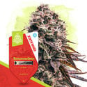 Fruity Pack - Variedades Autoflorescentes