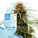 Fruity Pack - Variedades Autoflorescentes
