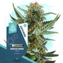 Canna-curious Pack – Variedades Autoflorescentes