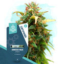 Coffeeshop Classics Pack - Variedades Autoflorescentes