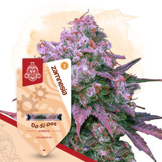 Kings of Kush Pack – variedades autoflorescentes