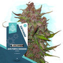 Kings of Kush Pack – variedades autoflorescentes