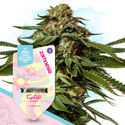 Super THC Pack – Variedades Autoflorescentes