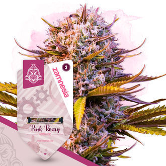 Super THC Pack – Variedades Autoflorescentes