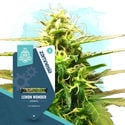 Pack de plantas pequenas - Variedades autoflorescentes