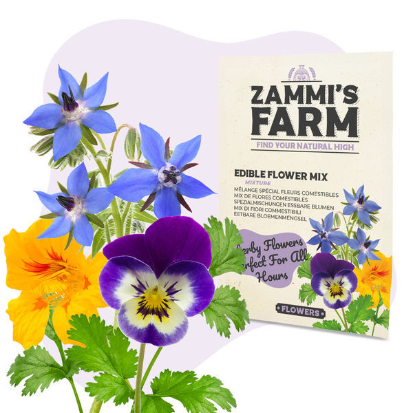 Pack de Sementes de Flores - Quinta da Zammi
