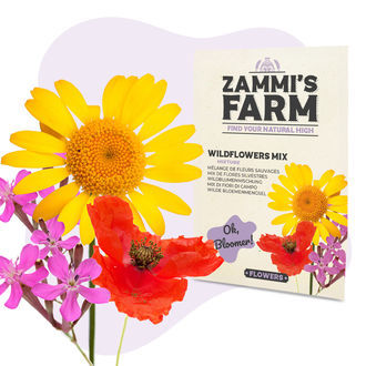 Pack de Sementes de Flores - Quinta da Zammi