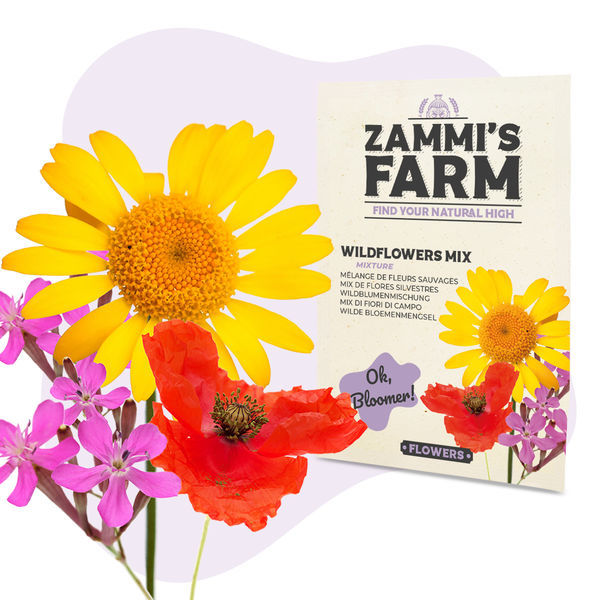 Pack de Sementes de Flores - Quinta da Zammi