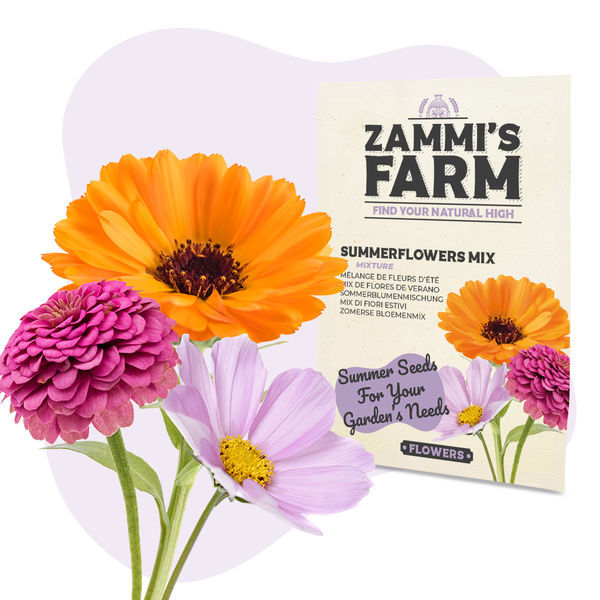 Pack de Sementes de Flores - Quinta da Zammi