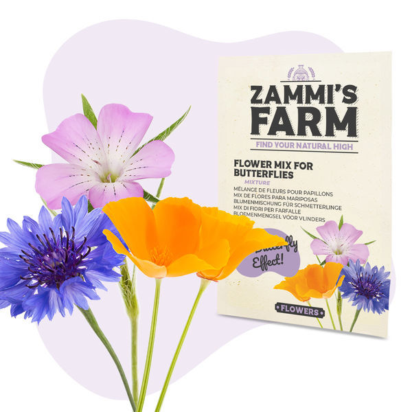 Pack de Sementes de Flores - Quinta da Zammi