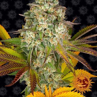 Cookies Kush Auto feminizada (Barney's Farm)