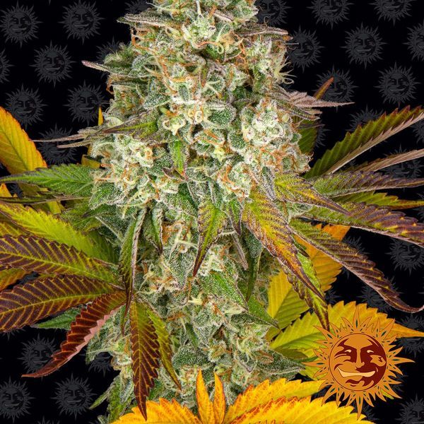 Cookies Kush Auto feminizada (Barney's Farm)