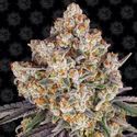 Ice Cream Cake (Barney’s Farm) feminizada