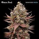 Mimosa Punch (Advanced Seeds) feminizada
