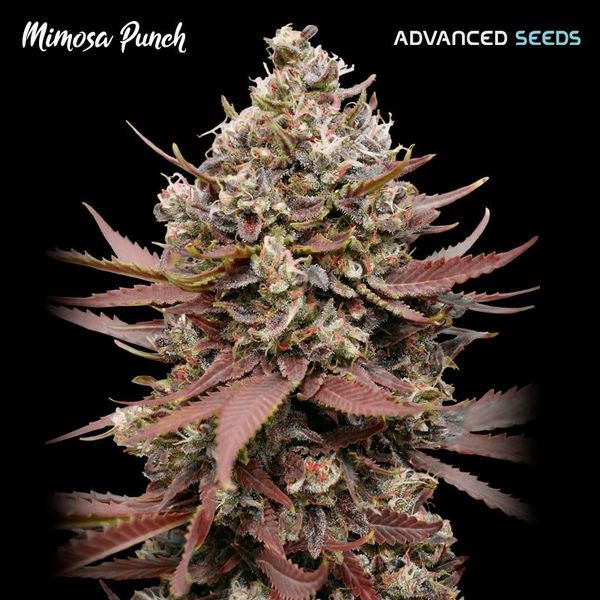 Mimosa Punch (Advanced Seeds) feminizada