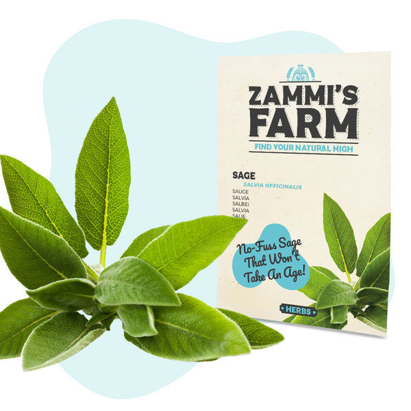 Pack de sementes de ervas para churrasco - Zammi's Farm