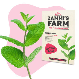 Pack de sementes de ervas para chá - Zammi's Farm