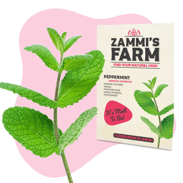 Pack de sementes de ervas para chá - Zammi's Farm
