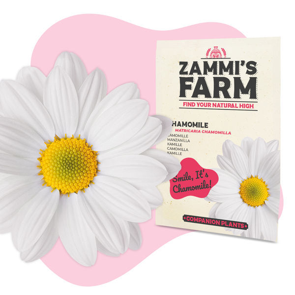 Pack de sementes de ervas para chá - Zammi's Farm
