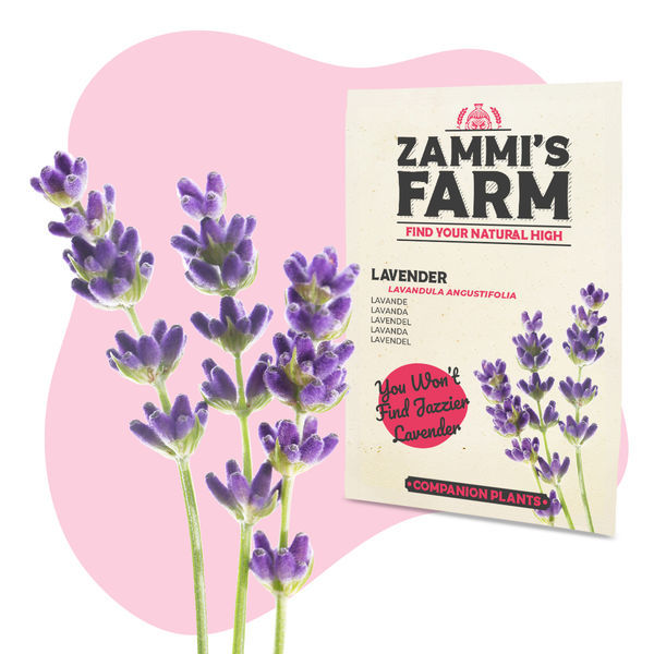 Pack de sementes de ervas para chá - Zammi's Farm
