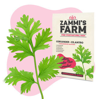 Kit de sementes de ervas aromáticas para cozinha - Zammi's Farm