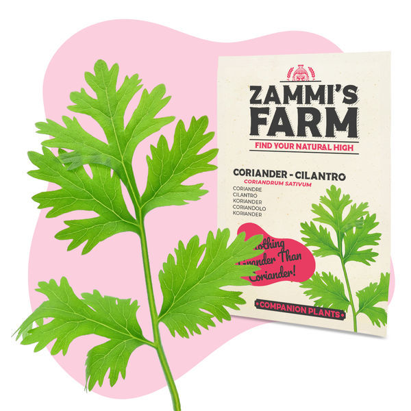 Kit de sementes de ervas aromáticas para cozinha - Zammi's Farm