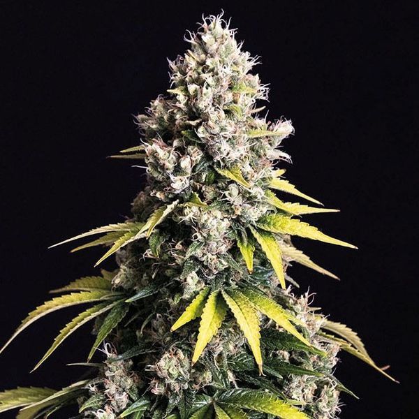 Lemon Cream Kush Autoflorescente (Spliff Seeds) feminizada