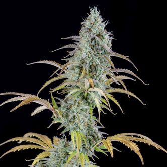 AK Autoflower (Spliff Seeds) feminizada