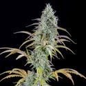 AK Autoflower (Spliff Seeds) feminizada
