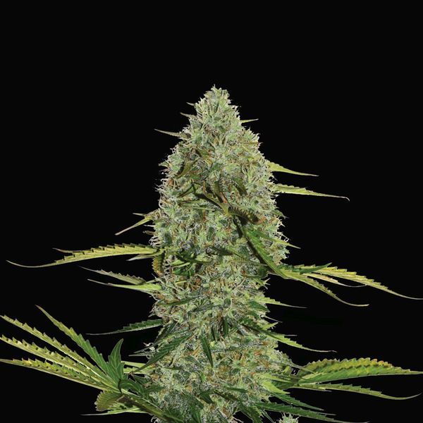 Mega Power Plant Autoflorescente (Spliff Seeds) feminizada