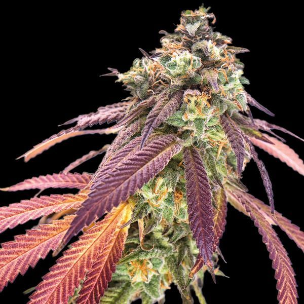 Amnesiac Autoflower (Spliff Seeds) feminizada