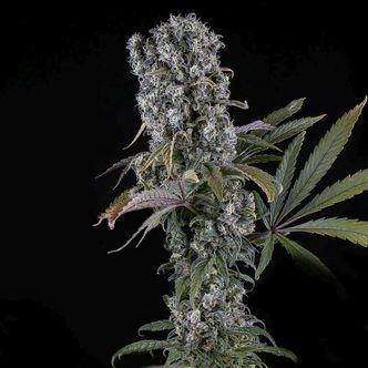Spliff Cheese Autoflorescente (Spliff Seeds) feminizada