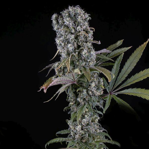 Spliff Cheese Autoflorescente (Spliff Seeds) feminizada