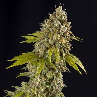 Girl Scout Cookies Autoflorescente (Spliff Seeds) Feminizada