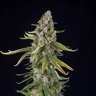 Zkittlez Autoflower (Spliff Seeds) feminizada