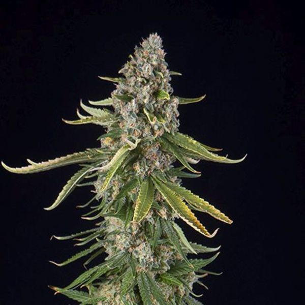 Zkittlez Autoflower (Spliff Seeds) feminizada