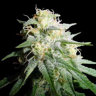 White Widow Autoflorescente (Spliff Seeds) feminizada