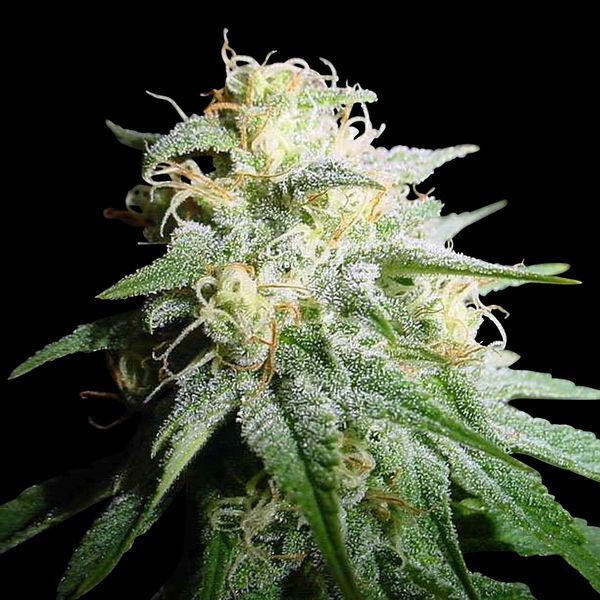 White Widow Autoflorescente (Spliff Seeds) feminizada