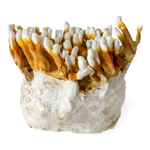 Seringa de cultura líquida de Reishi (fufufungu)