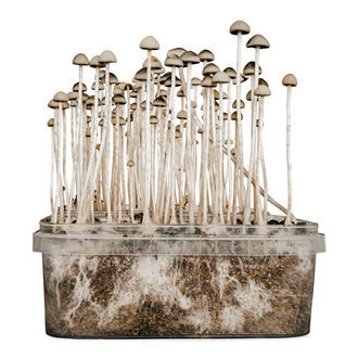 Kit de Cultivo 'Copelandia Florida'
