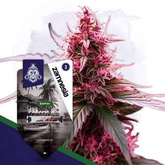 Panama Red (Zamnesia Seeds) Feminizada