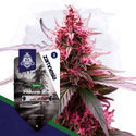 Panama Red (Zamnesia Seeds) Feminizada