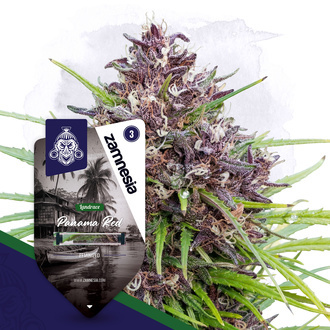 Panama Red (Zamnesia Seeds) Feminizada