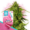 Runtz F1 Autoflorescente (Zamnesia Seeds) feminizada