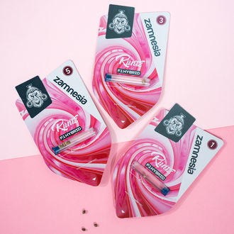 Runtz F1 Autoflorescente (Zamnesia Seeds) feminizada