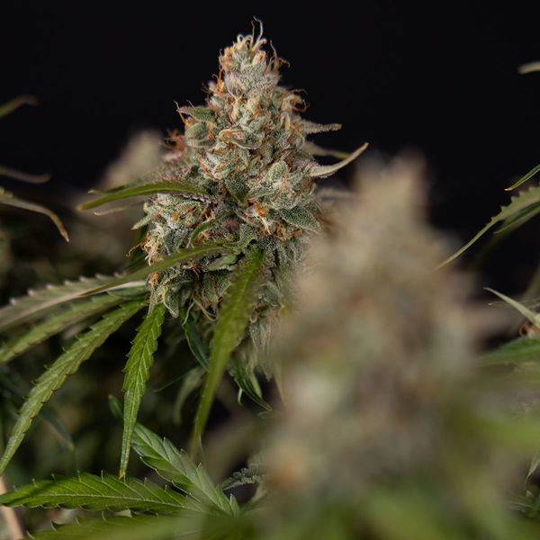 Runtz F1 Autoflorescente (Zamnesia Seeds) feminizada