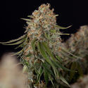 Runtz F1 Autoflorescente (Zamnesia Seeds) feminizada